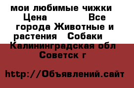 мои любимые чижки › Цена ­ 15 000 - Все города Животные и растения » Собаки   . Калининградская обл.,Советск г.